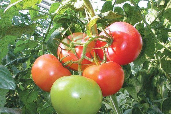 กิ่งที่มีมะเขือเทศ