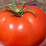 ผลมะเขือเทศ