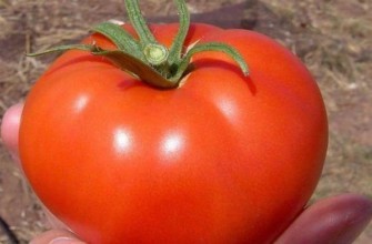 ผลมะเขือเทศ