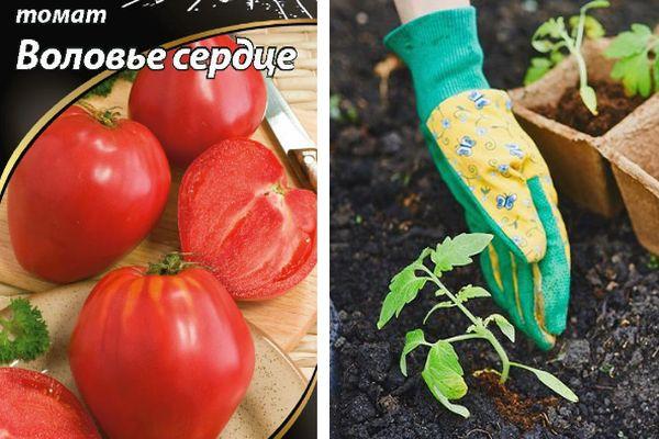 การปลูกมะเขือเทศ