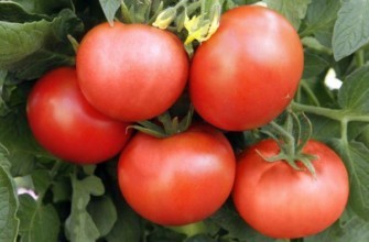 มะเขือเทศวอสต็อก