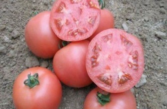 เนื้อมะเขือเทศ