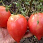 มะเขือเทศญี่ปุ่น