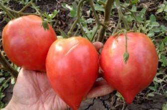 มะเขือเทศญี่ปุ่น