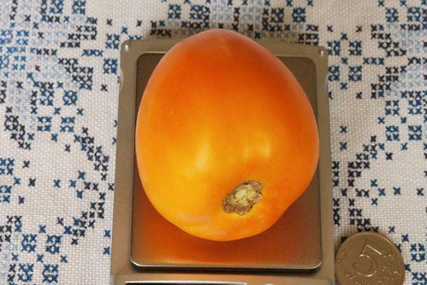 Tomate orange