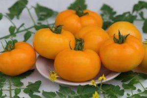 ลักษณะของมะเขือเทศ Yellow Cap ที่สุกเร็วและวิธีการปลูกด้วยตนเอง