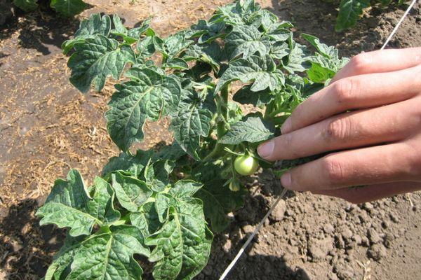 การดูแลพุ่มไม้