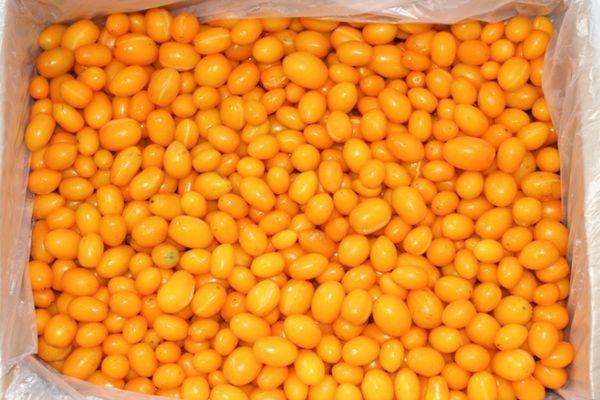 มะเขือเทศสีเหลือง