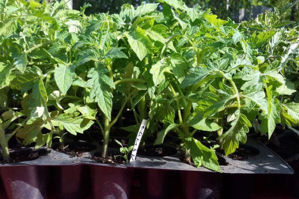 ถั่วงอกมะเขือเทศ