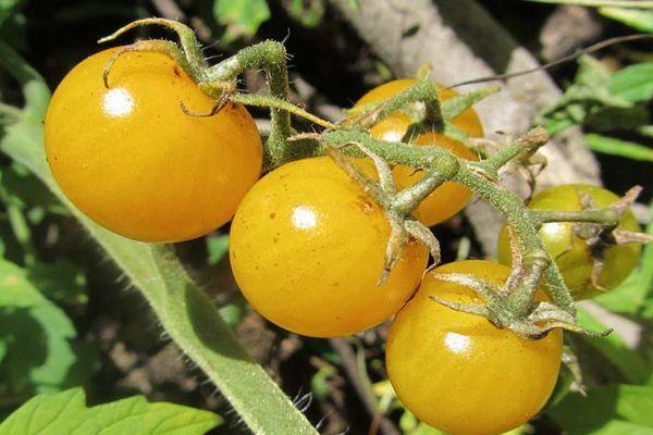 มะเขือเทศสีเหลือง