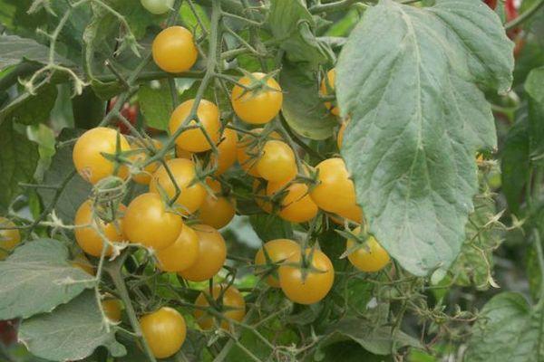 มะเขือเทศเชอร์รี่