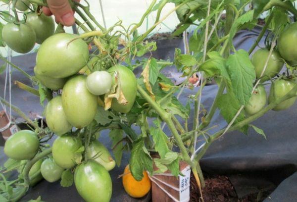 มะเขือเทศสีเหลือง