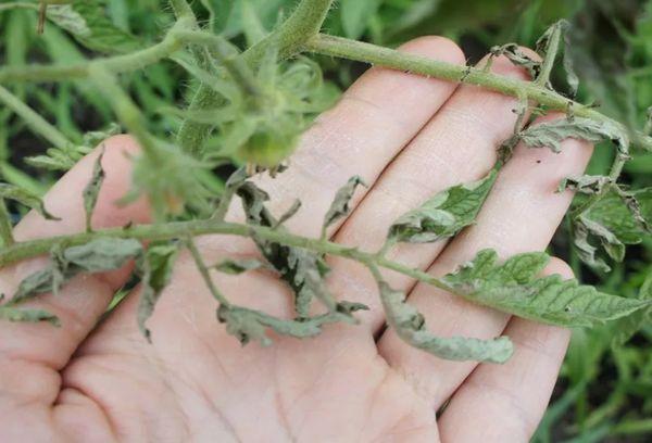 ศัตรูพืชของมะเขือเทศ