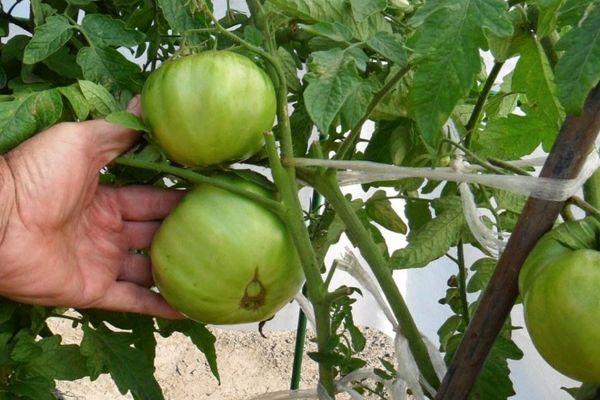 ต้นมะเขือเทศ