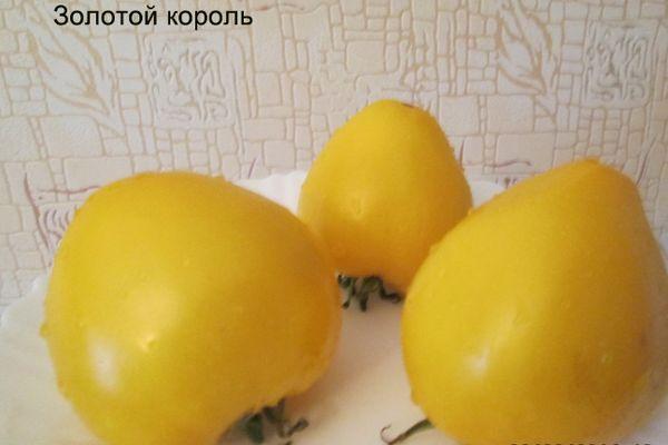 มะเขือเทศผลสีเหลือง