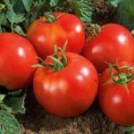 มะเขือเทศสุก