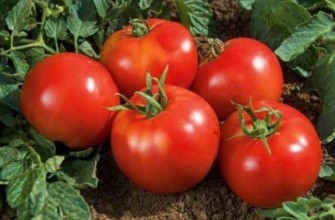 มะเขือเทศสุก