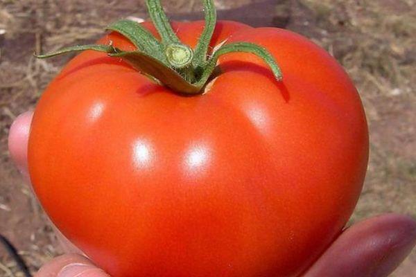 Volgograd à maturation précoce 323