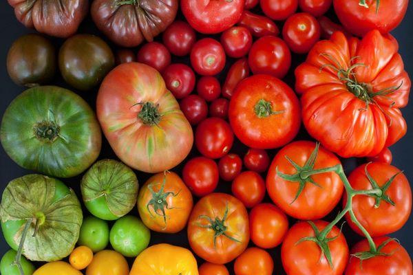 Différentes tomates