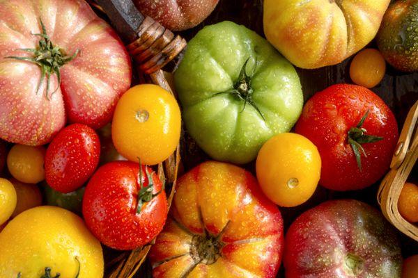 Différentes tomates