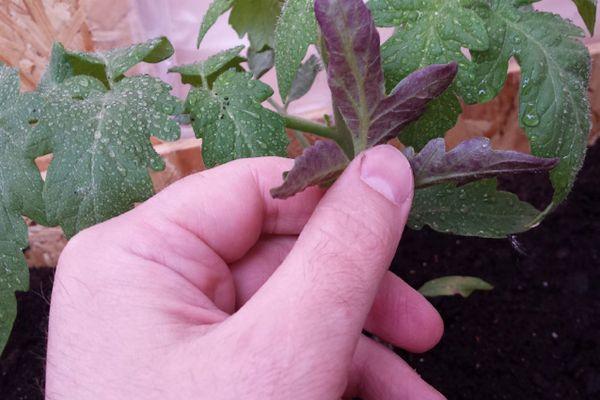 คำอธิบายพันธุ์มะเขือเทศอากาต้า ลักษณะการเพาะปลูก และผลผลิต