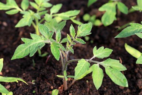 ต้นกล้ามะเขือเทศ