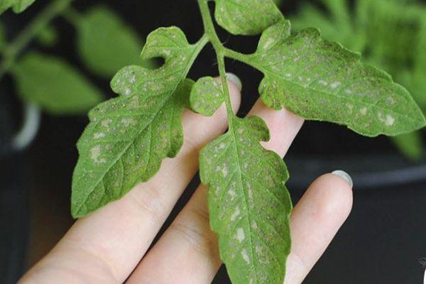 เชื้อราบนใบ