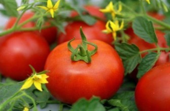 มะเขือเทศอากาธา