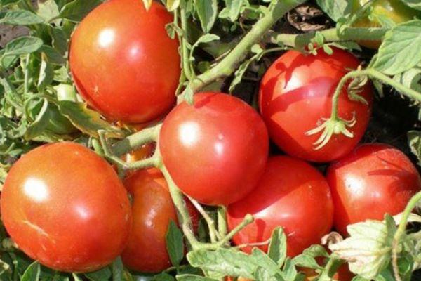 มะเขือเทศเอซ