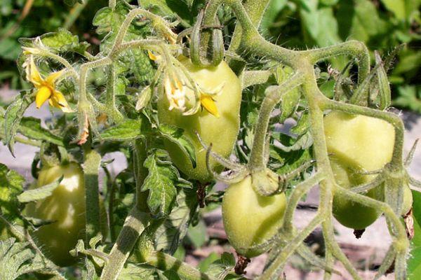 มะเขือเทศกระสวย