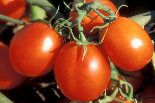 มะเขือเทศแอดมิรัล F1