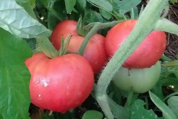 ขนมหวานสีชมพู