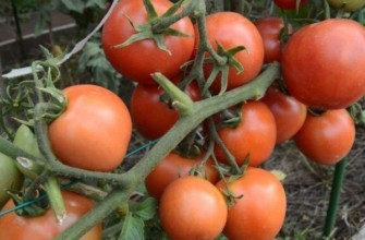 กิ่งพันธุ์มะเขือเทศ