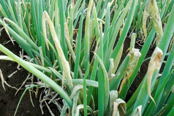 หัวหอมเหลือง