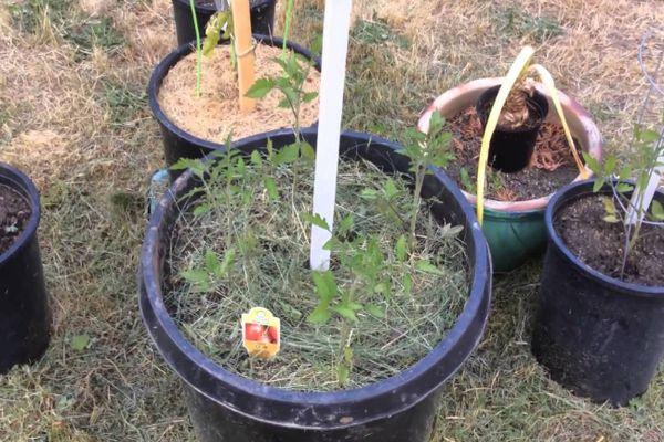 มะเขือเทศในถัง