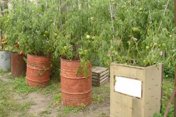 มะเขือเทศในถัง