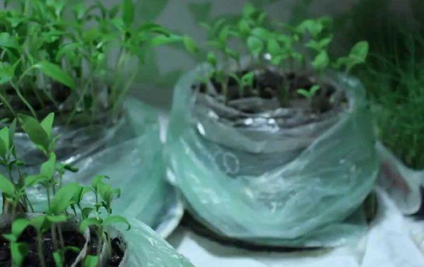 ต้นกล้าใต้ฟิล์ม