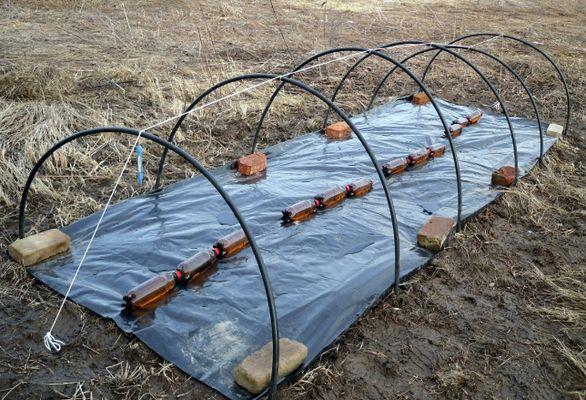 การเจริญเติบโตภายใต้ฟิล์ม