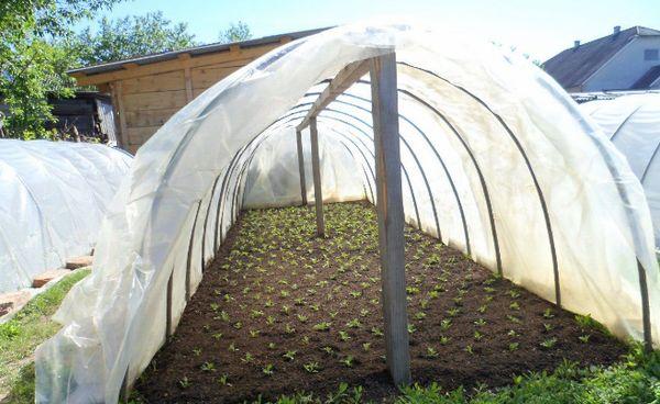 มะเขือเทศในเรือนกระจก