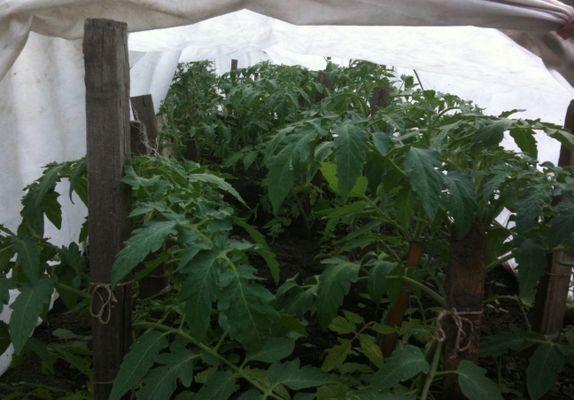 มะเขือเทศใต้ฟิล์ม