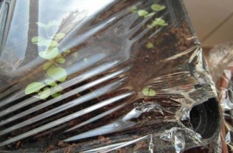 ฟิล์มสำหรับต้นกล้า