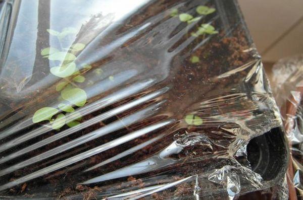 ฟิล์มสำหรับต้นกล้า