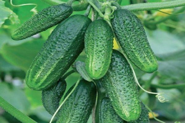 ผลแตงกวา