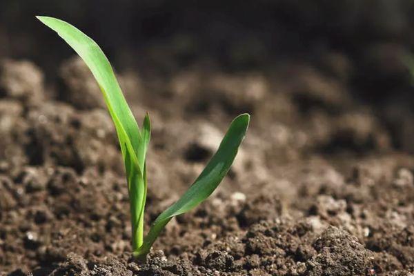 ต้นกล้าข้าวโพด