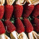 ข้าวโพดแดง