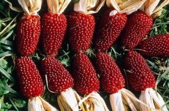 ข้าวโพดแดง