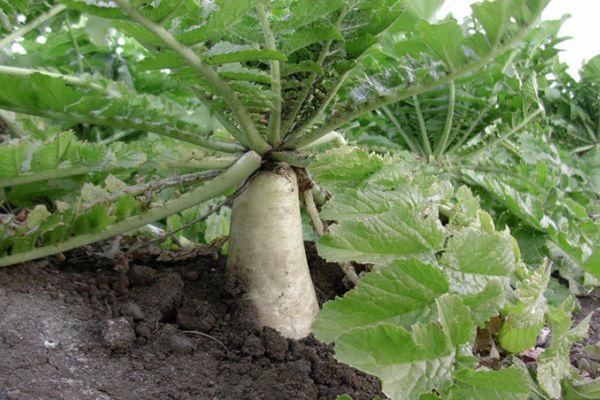 radis daikon