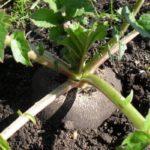 หัวไชเท้าขนาดใหญ่