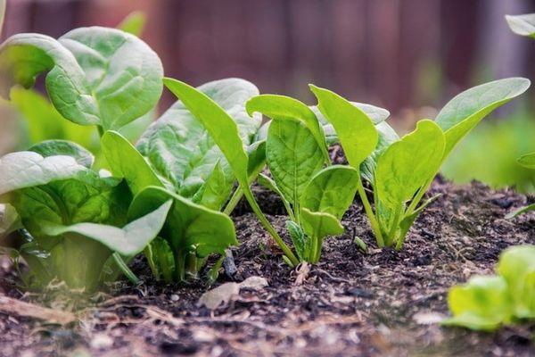 Prendre soin des radis