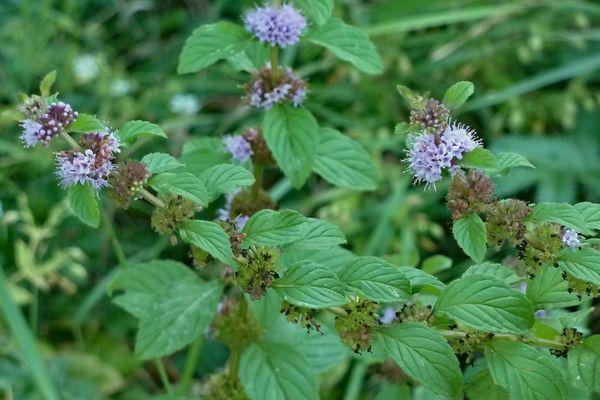 Menthe dans le jardin
